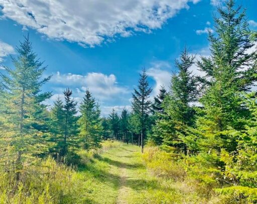 wooded area